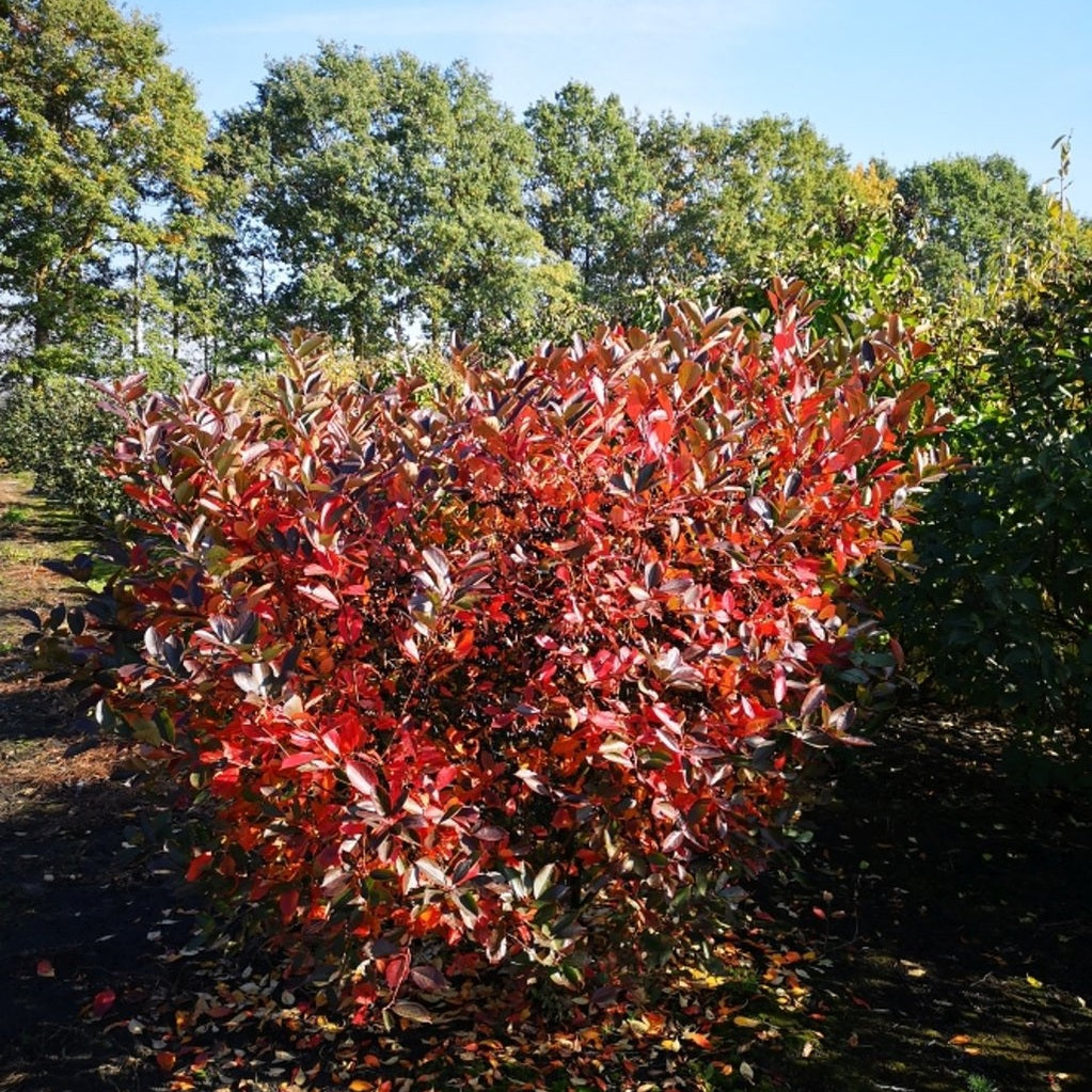 Svartaronia – Aronia melanocarpa - 100-125 CM RB
