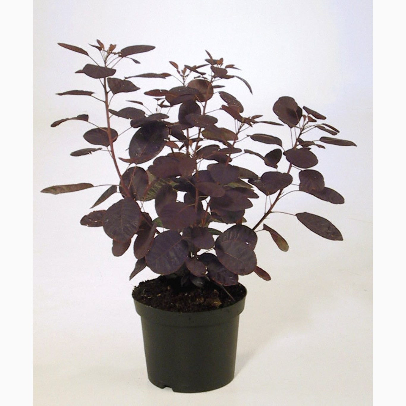 Perukbuske – Cotinus coggygria 'Royal Purple' - C3