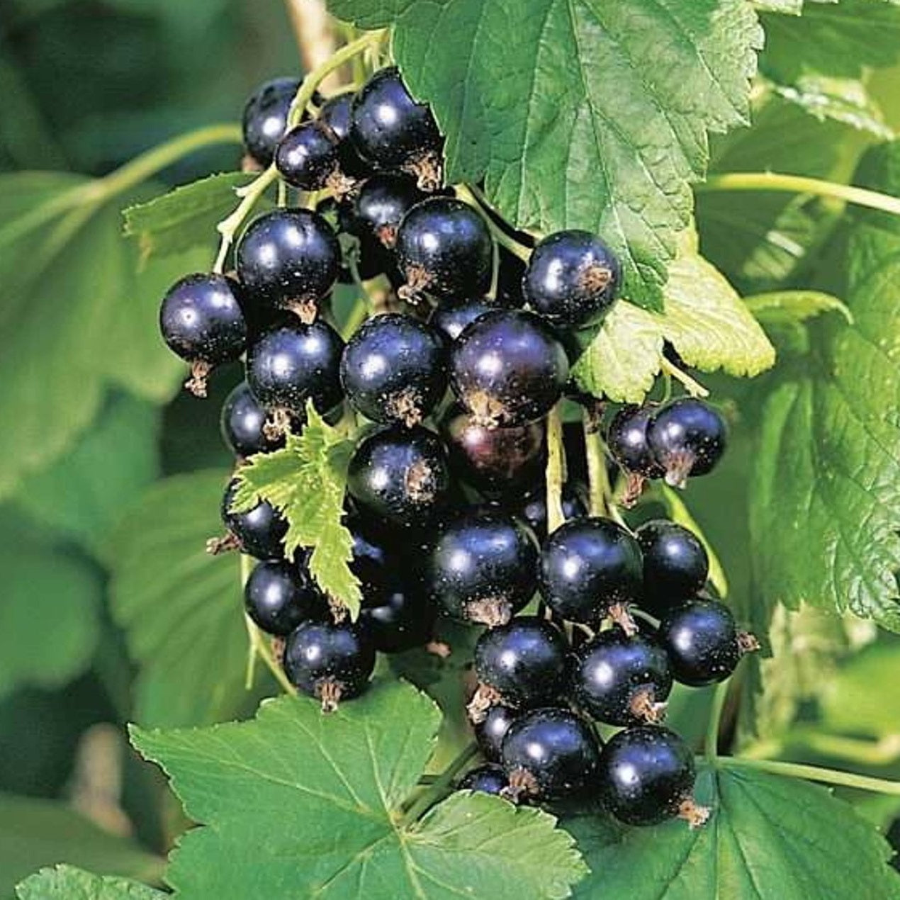 Fruit Trees with rootball