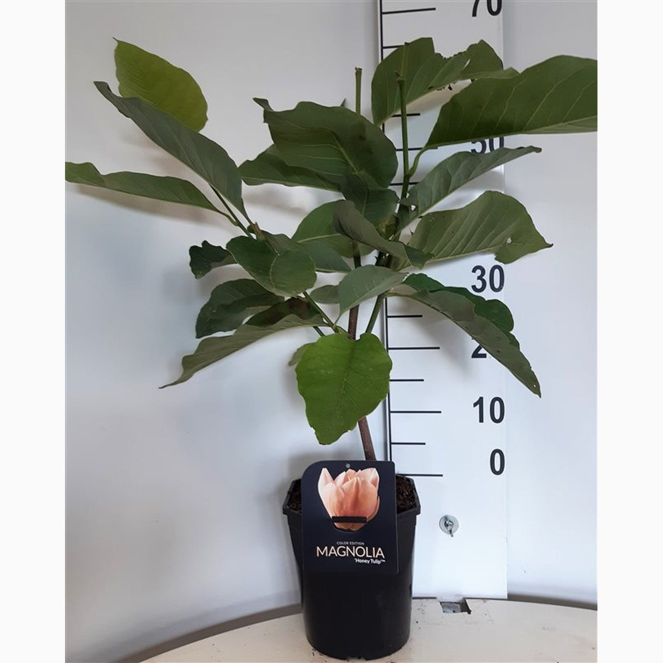 Magnolia – Magnolia 'Heaven Scent' - C5 50-60 CM