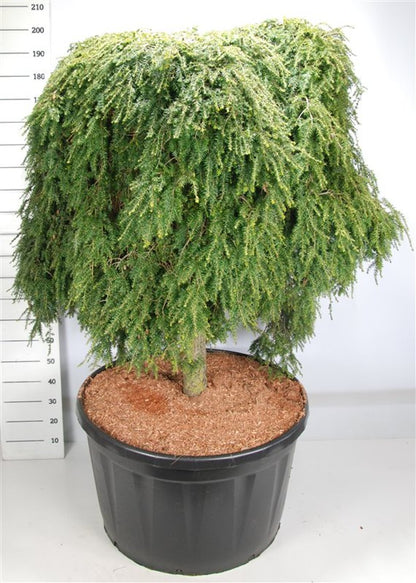 Hemlock – Tsuga canadensis &