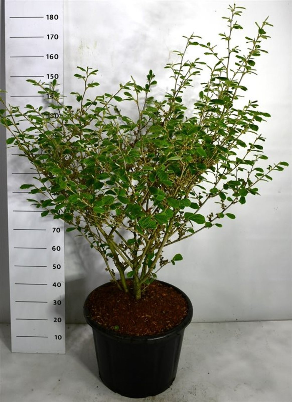 Trollhassel – Hamamelis intermedia 'Arnold Promise' - C65 100-125 cm. Sol