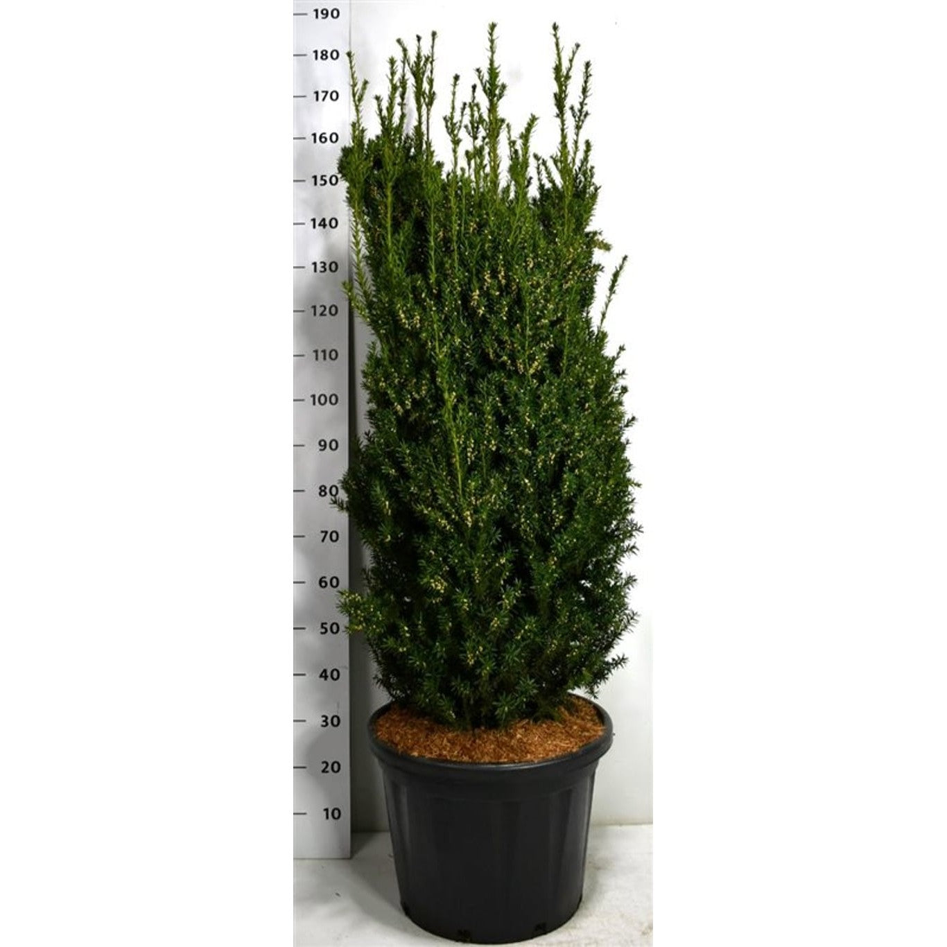 Hybrididegran – Taxus media 'Hillii' - 140-150 CM Piramide Cont.