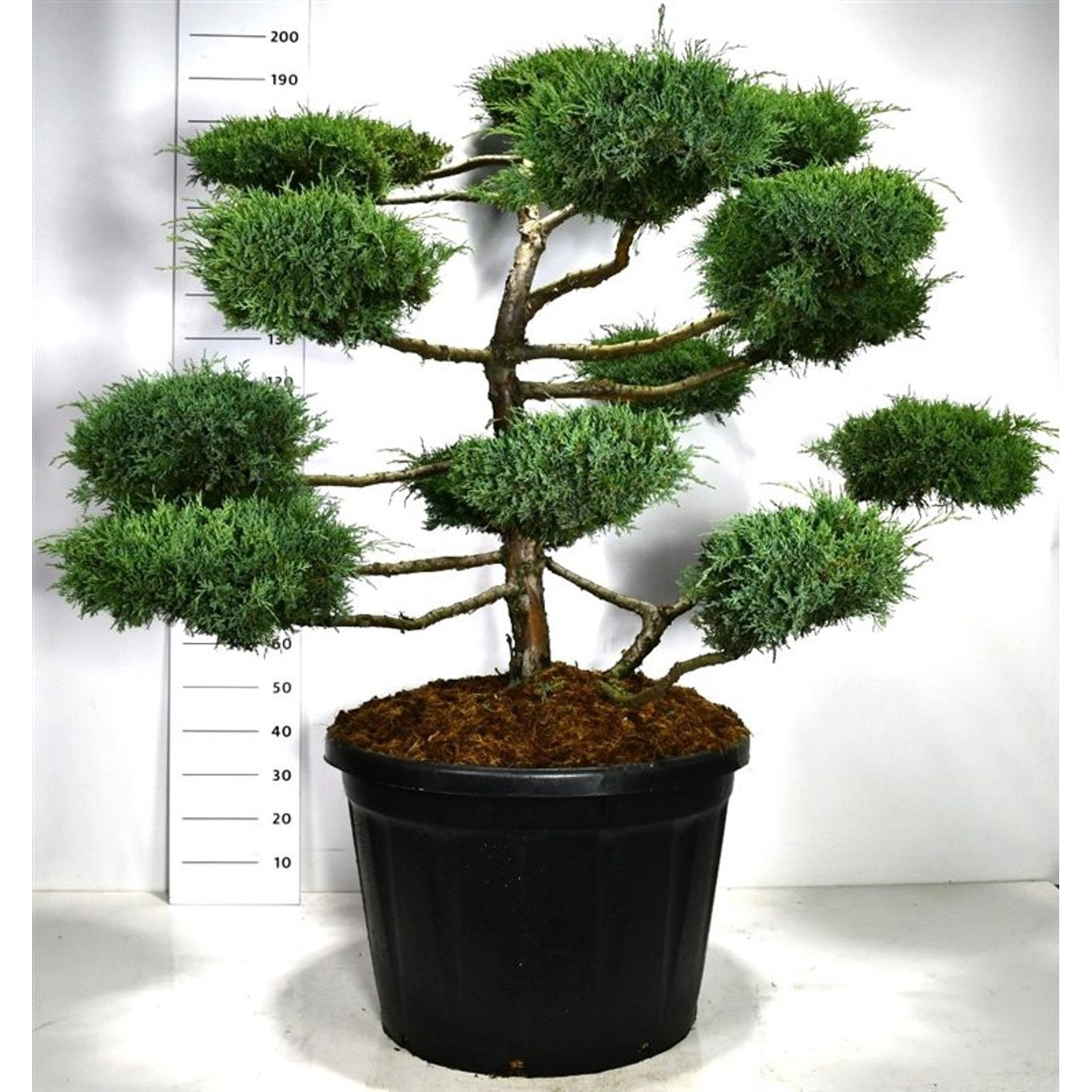 Virginsk en – Juniperus virginiana 'Hetz' - 125-150 CM Bonsai Cont.