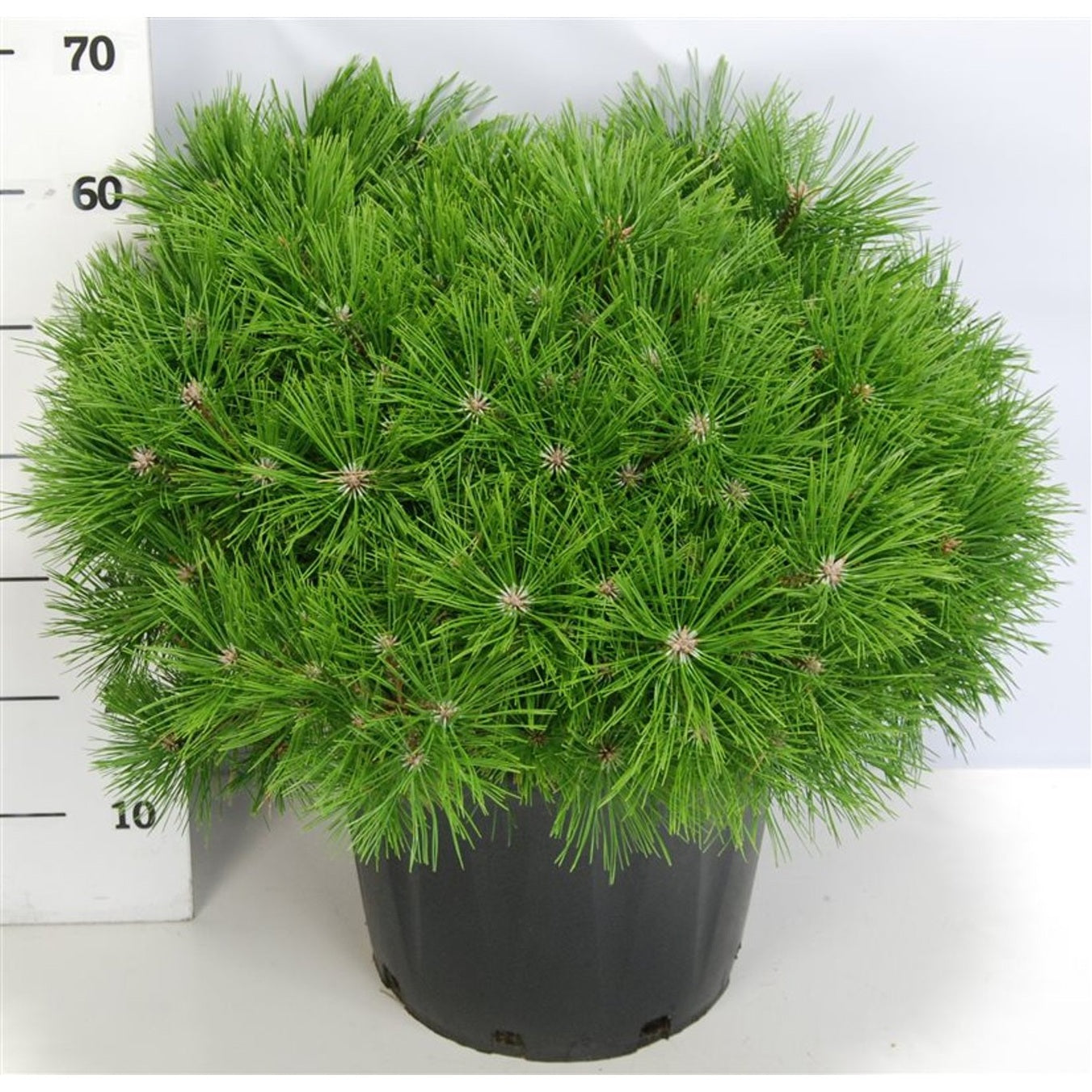 Svarttall – Pinus densiflora 'Low Glow' - C25 60-70 cm.