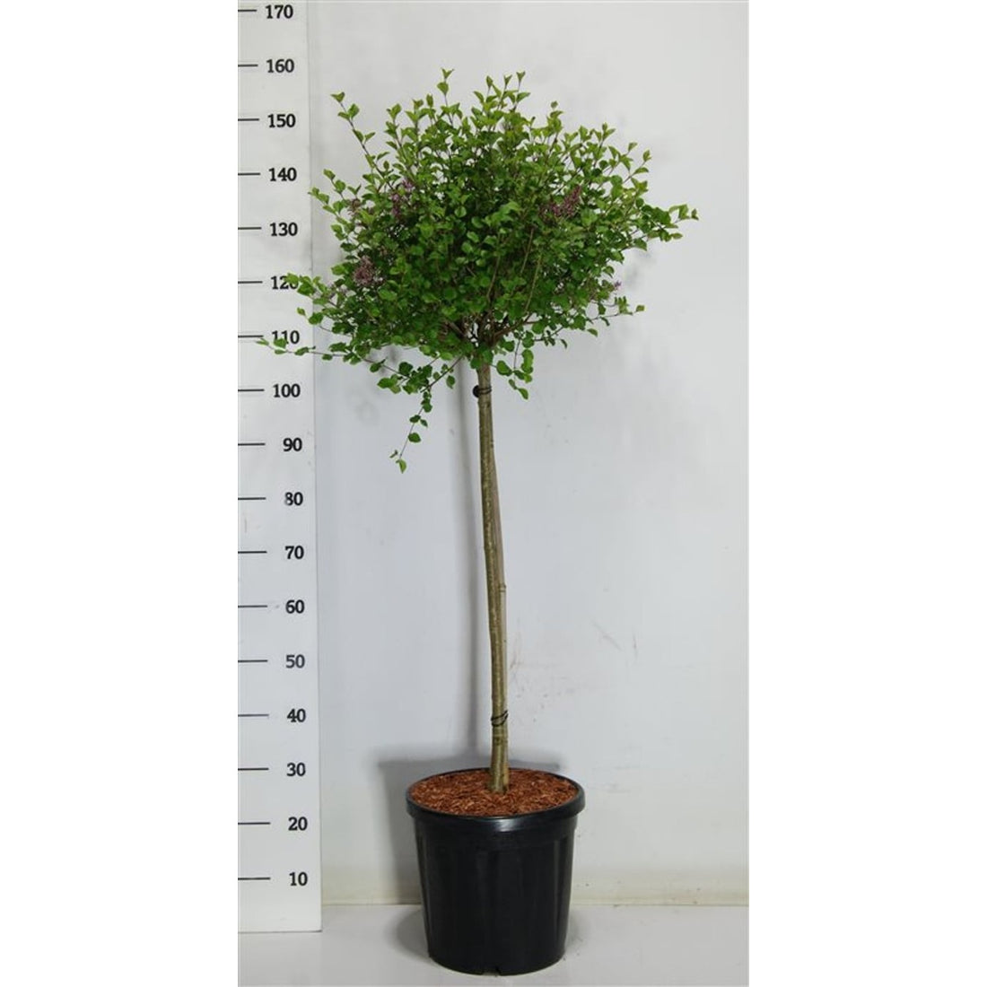 Syren – Syringa meyeri &