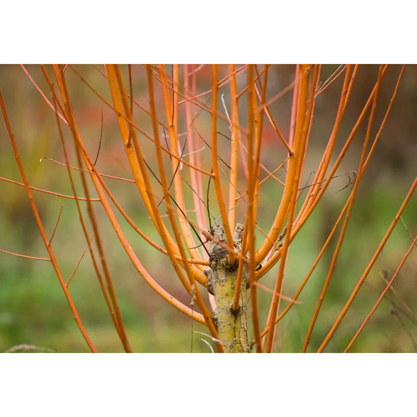 Guldpil – Salix alba vitellina - 80-120 CM bare root 0/2 3-4 branche