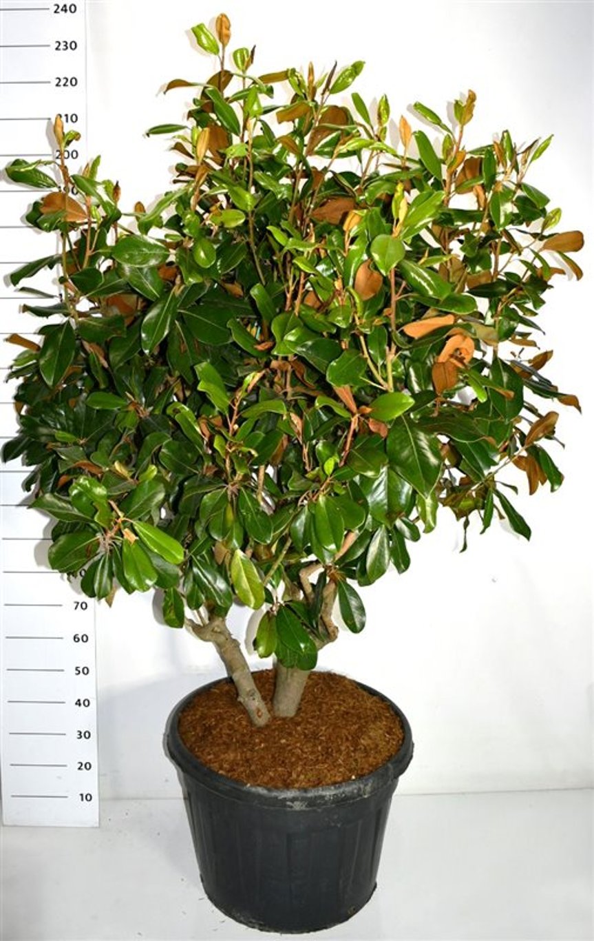 Städsegrön magnolia – Magnolia grandiflora &