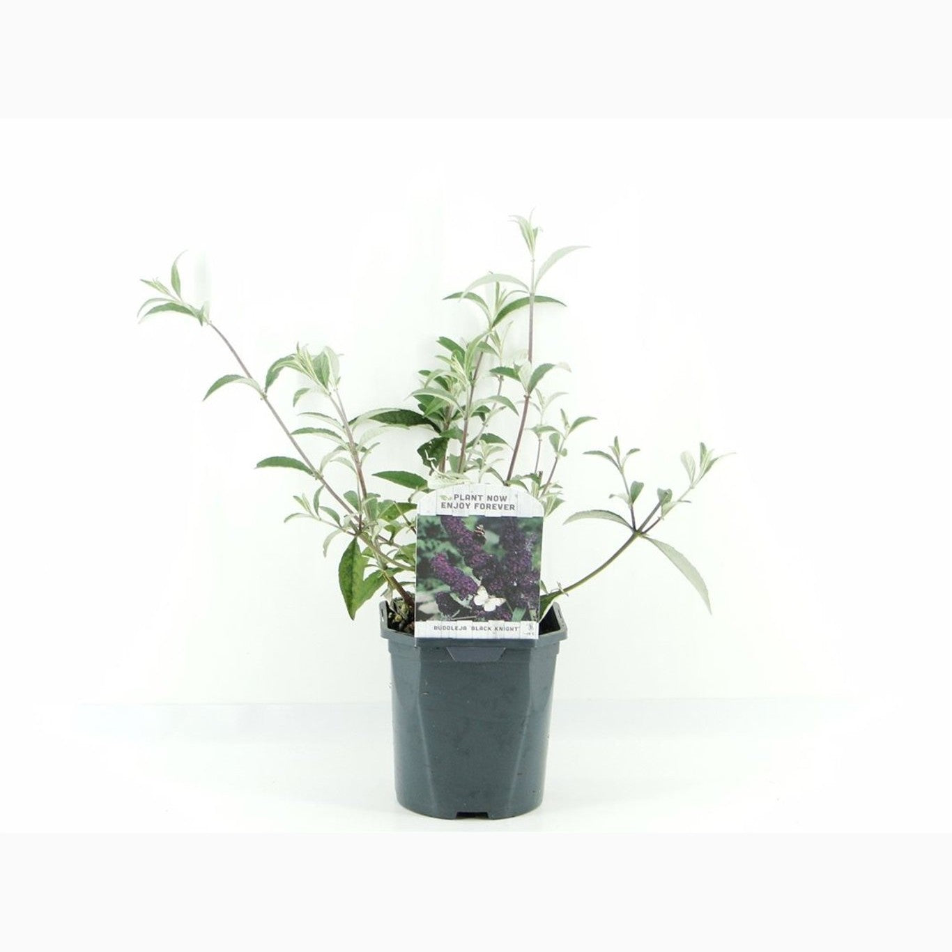 Sommarlilja – Buddleja d. 'Black Knight' - C2