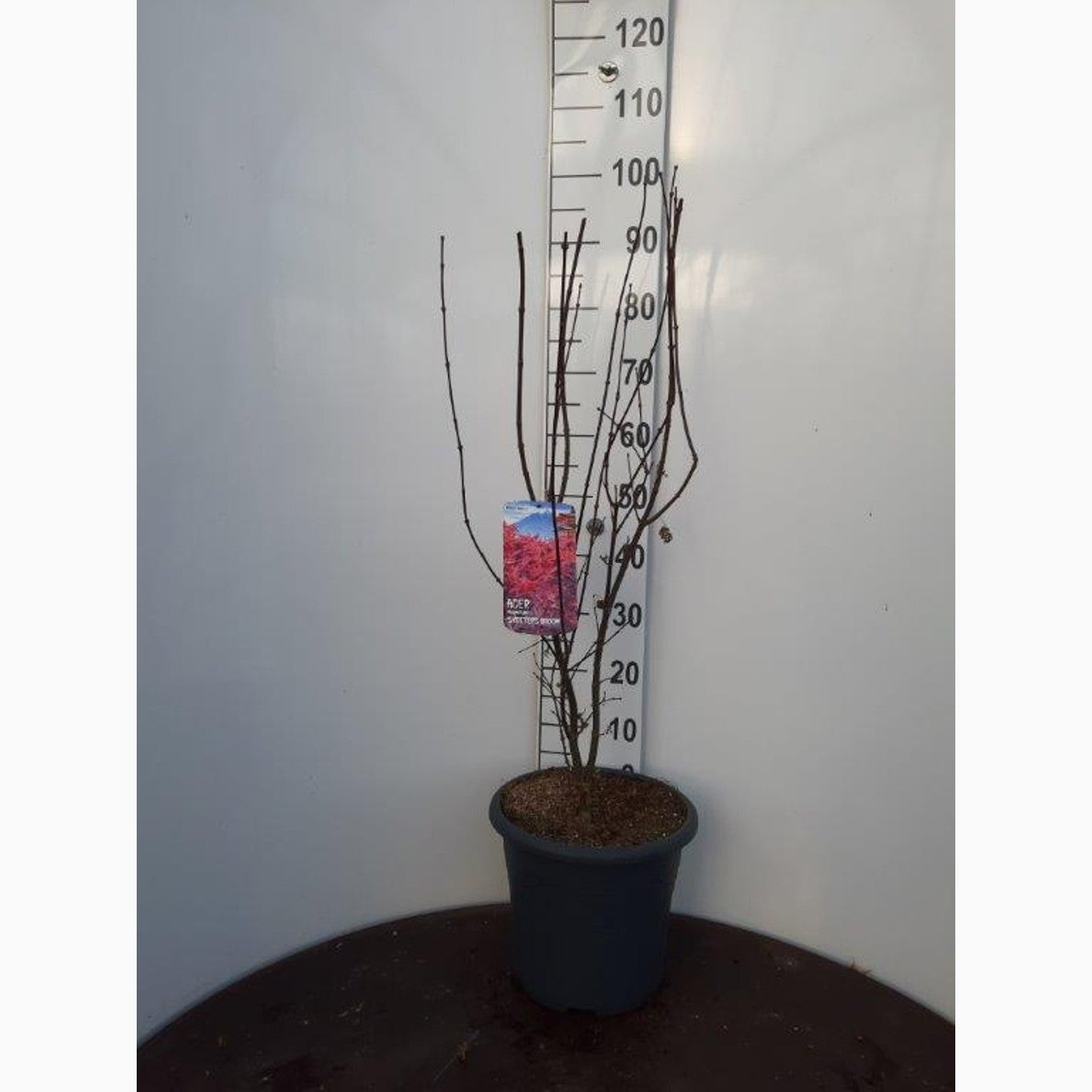 Japansk lönn – Acer pal. 'Skeeter's Broom' - C15 100-125 CM