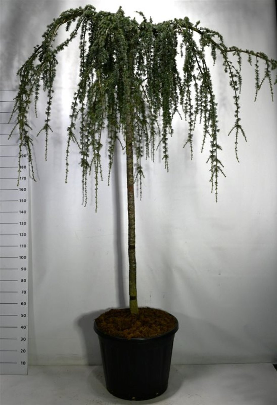 Atlasceder – Cedrus atlantica &