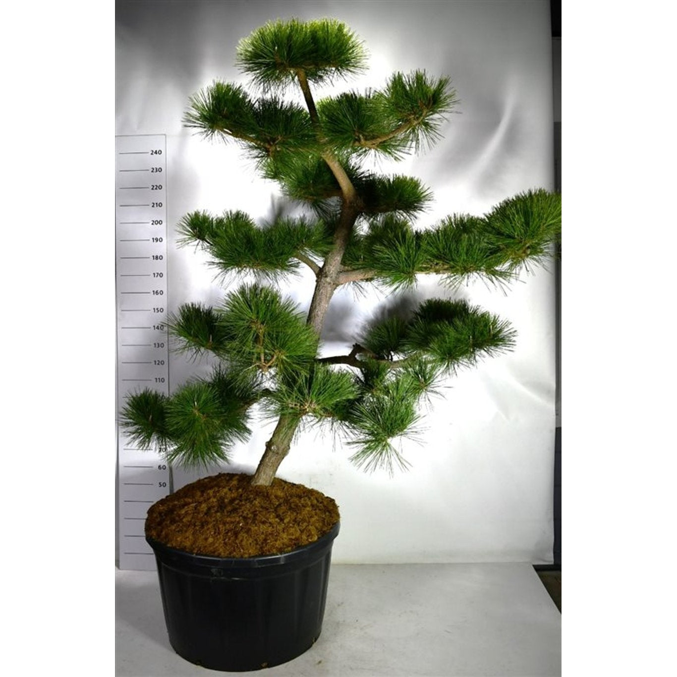 Japansk svarttall – Pinus thunbergii 'Thunderhead' - 200-225 CM Bonsai Cont.