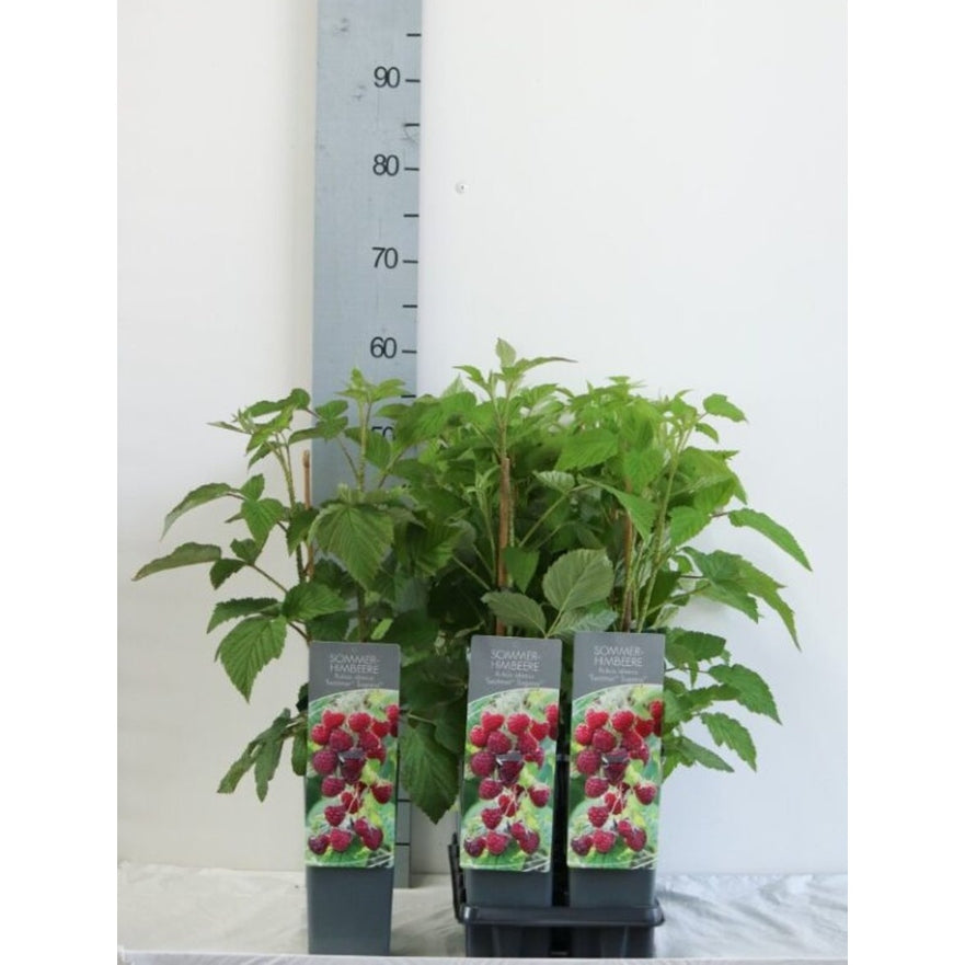 Hallon – Rubus idaeus 'Sugana' - C2 30-40 CM