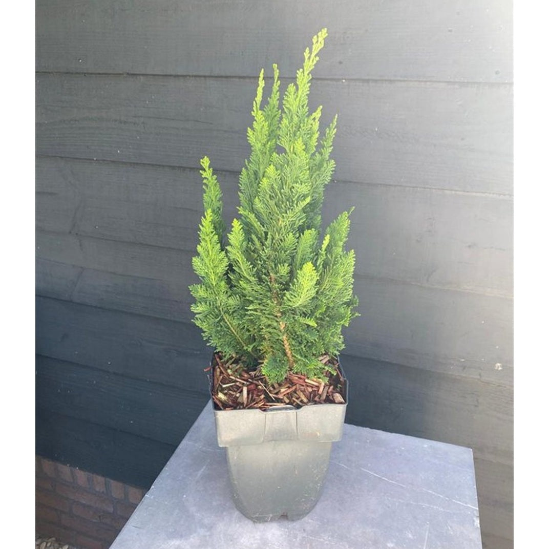 Ädelcypress – Chamaecyparis lawsoniana 'Little Spire' - C2