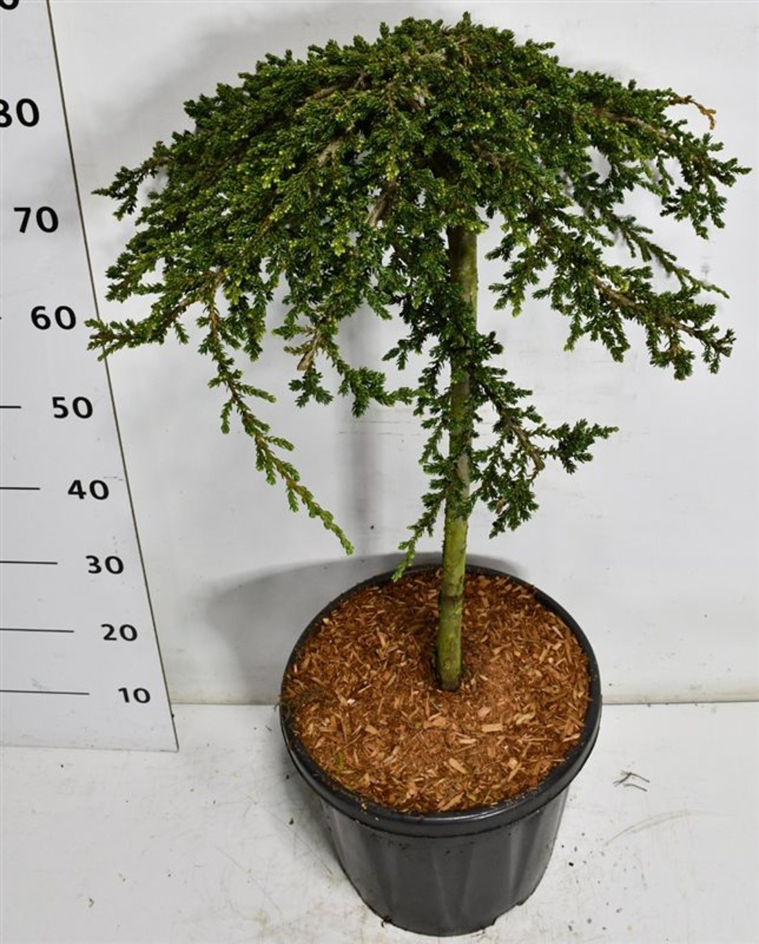 En – Juniperus communis &