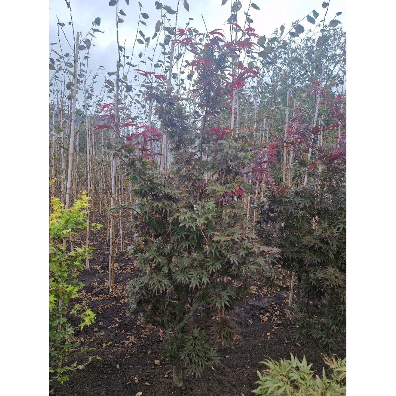 Japansk lönn – Acer pal. 'Pixie' - 125-150 CM RB