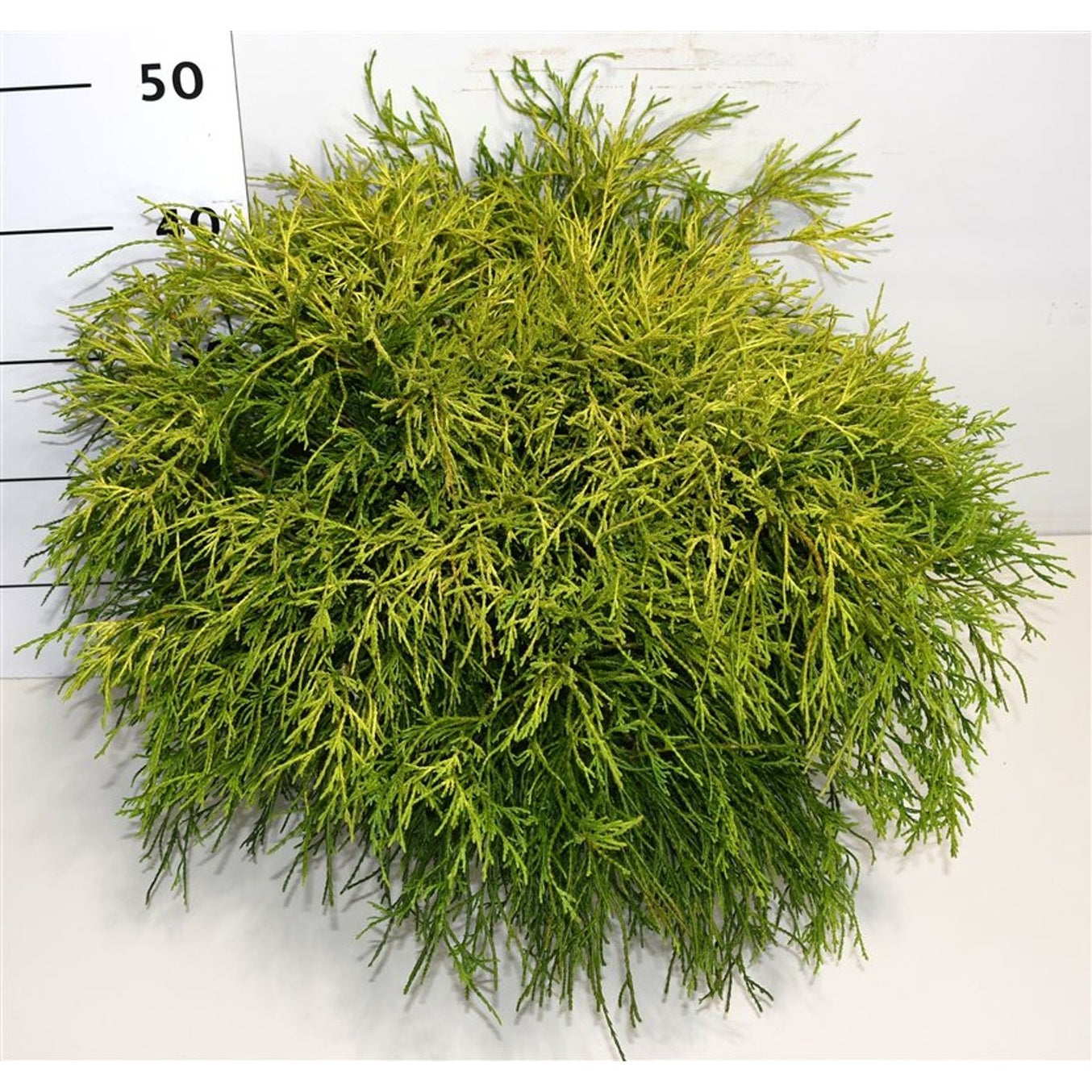 Ädelcypress – Chamaecyparis pisifera 'Sungold' - C7.5 60-70 CM