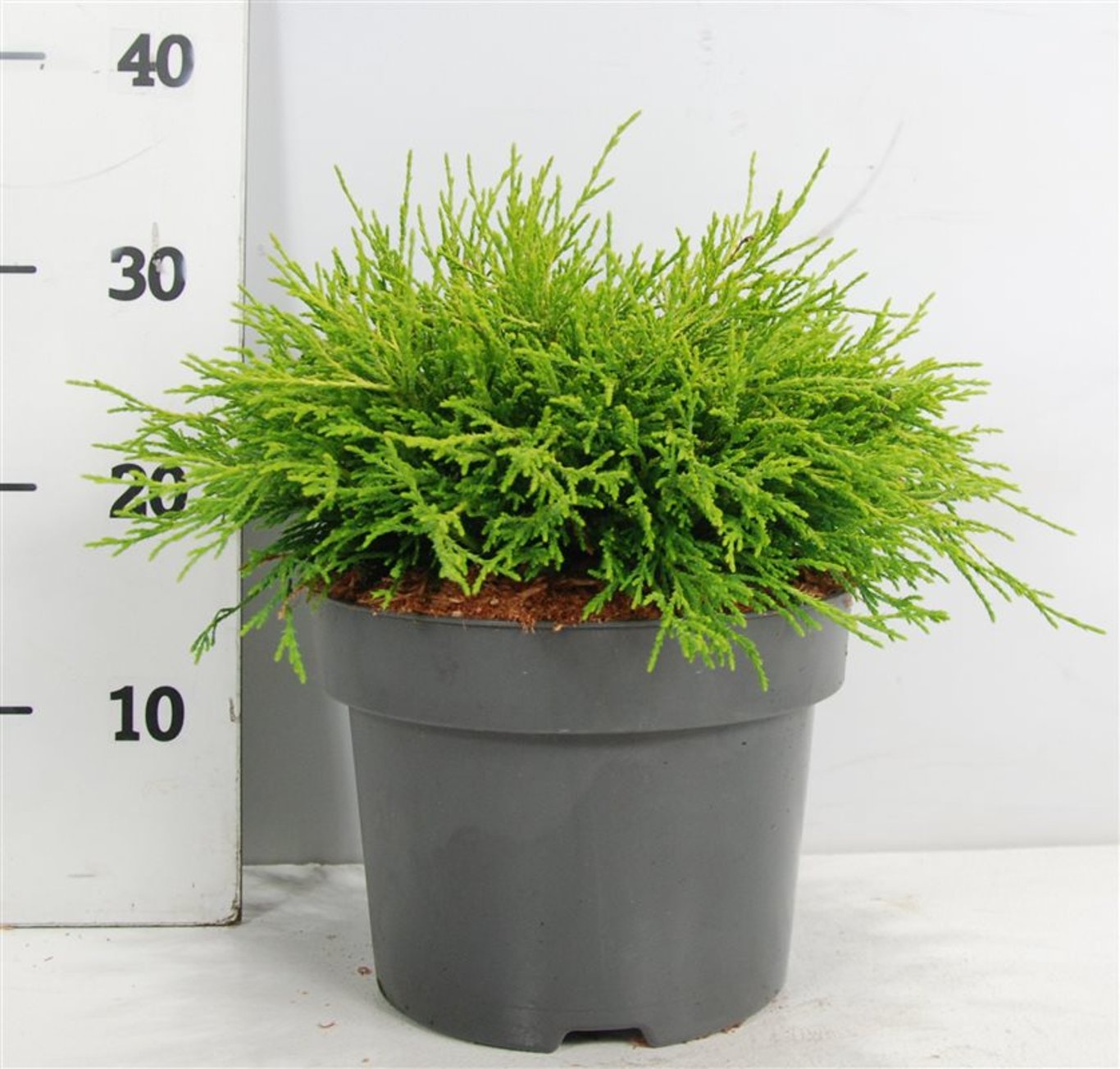 Ädelcypress – Chamaecyparis pisifera &