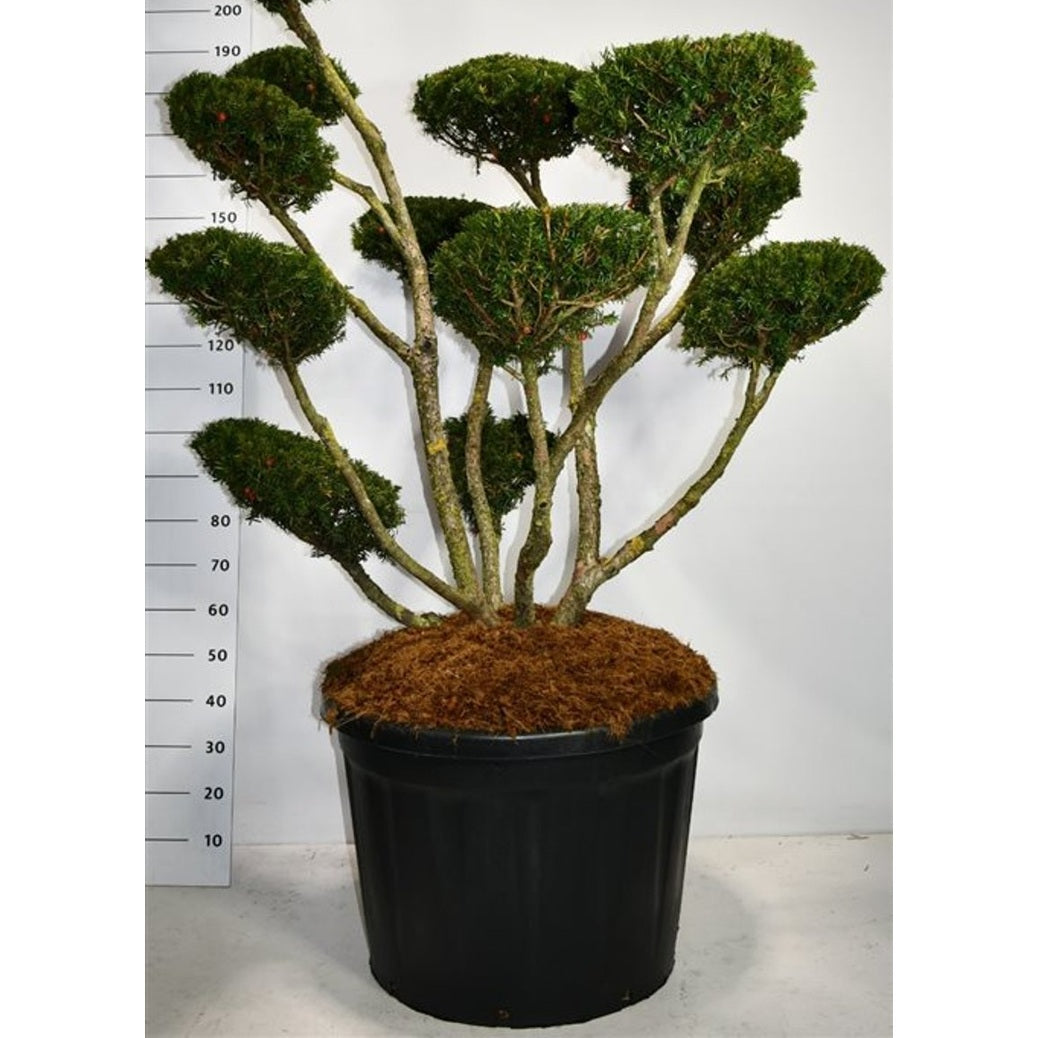 Japansk idegran – Taxus cuspidata 'Select' - C180 125-150 cm. Bonsai