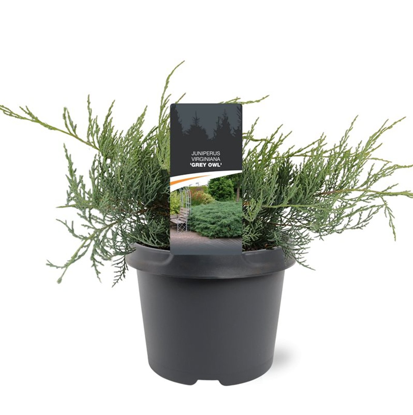 Virginsk en – Juniperus virginiana 'Grey Owl' - C3 25-30 CM