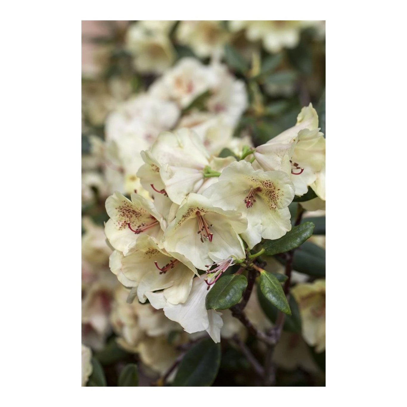 Rhododendron – Rhododendron 'Viscy' - C5 30-40 CM