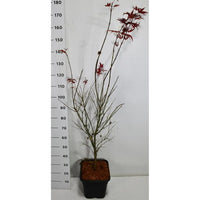 Japansk lönn – Acer palmatum 'Atropurpureum' - C15 125-150 cm.