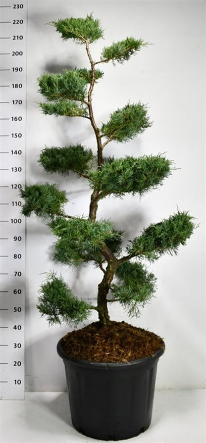 Virginsk en – Juniperus virginiana &