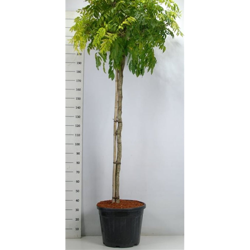 Kinesiskt blåregn – Wisteria formosa 'Issai' - C80 150 cm. Stam