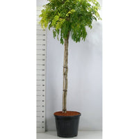 Kinesiskt blåregn – Wisteria formosa 'Issai' - C80 150 cm. Stam