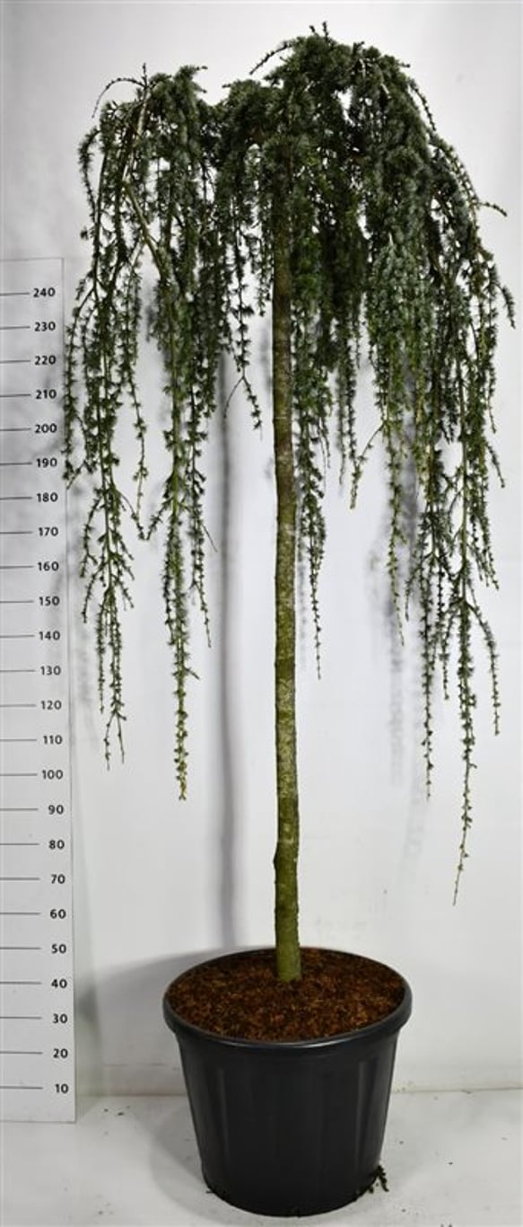Atlasceder – Cedrus atlantica &