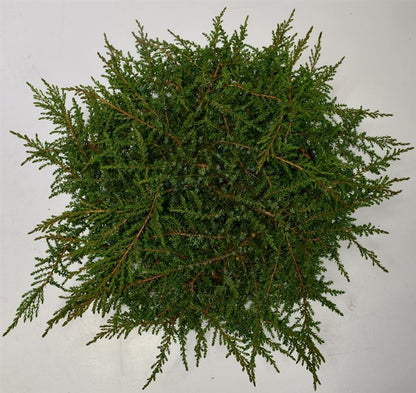En – Juniperus communis &