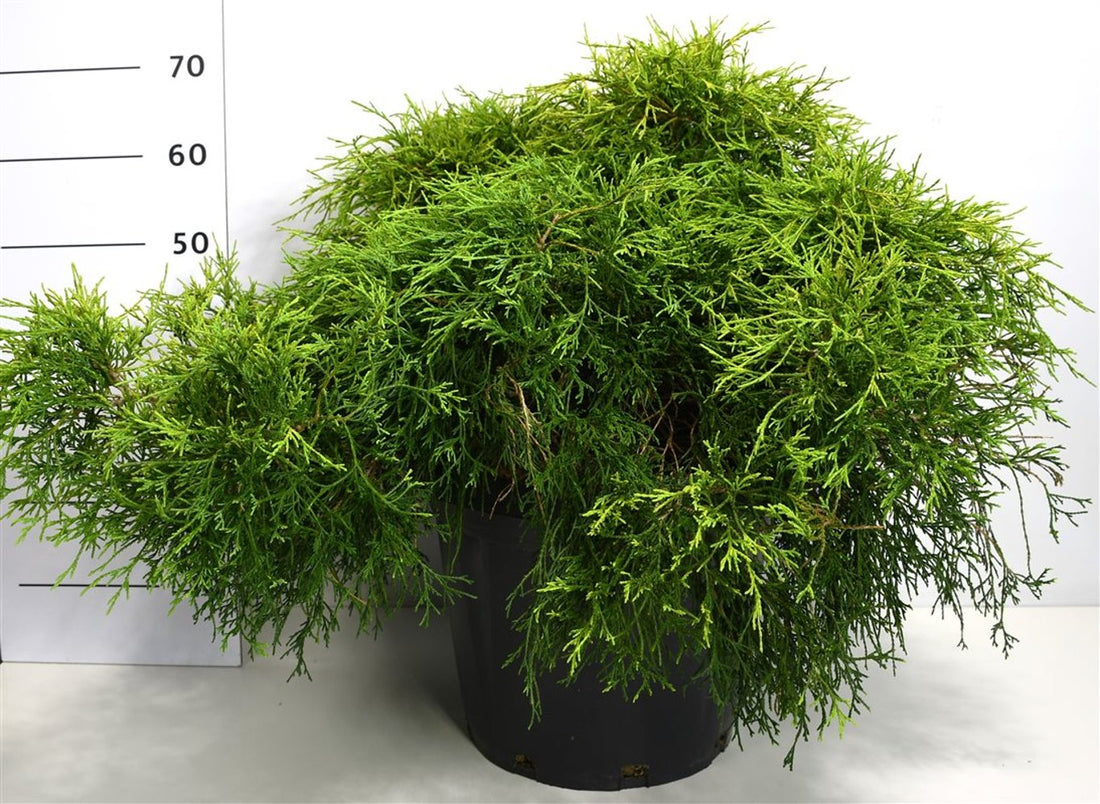 Ädelcypress – Chamaecyparis pisifera &