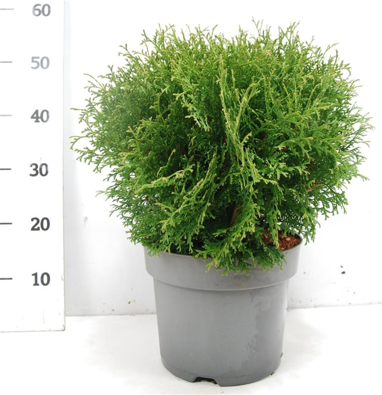 Thuja – Thuja occidentalis &