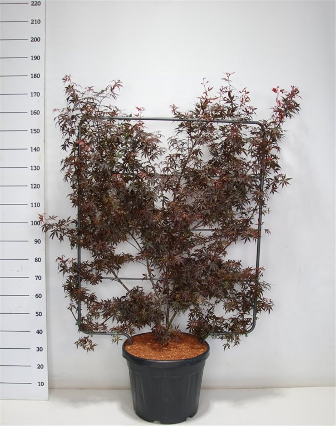 Japansk lönn – Acer palmatum &