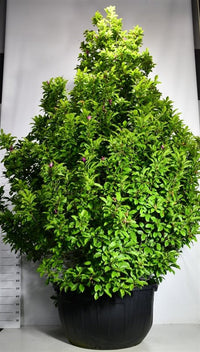 Magnolia – Magnolia 'Susan' - C500 350-400 cm. Sol