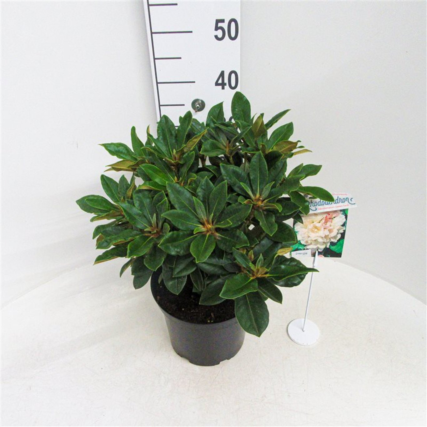 Rhododendron – Rhododendron (Y); 'Golden Torch' - C5 30/+ CM