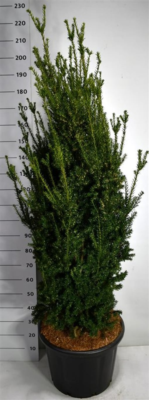 Hybrididegran – Taxus media &