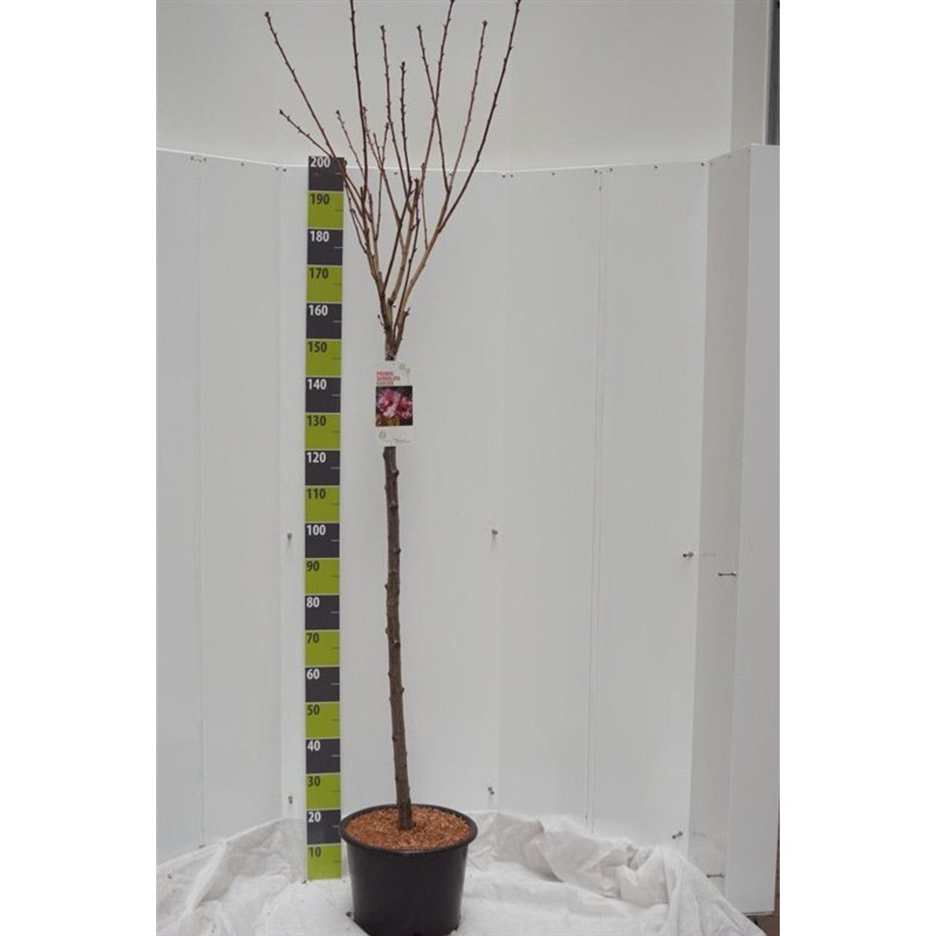 Japanskt körsbär – Prunus serrulata 'Kanzan' - 120 CM Stem C20