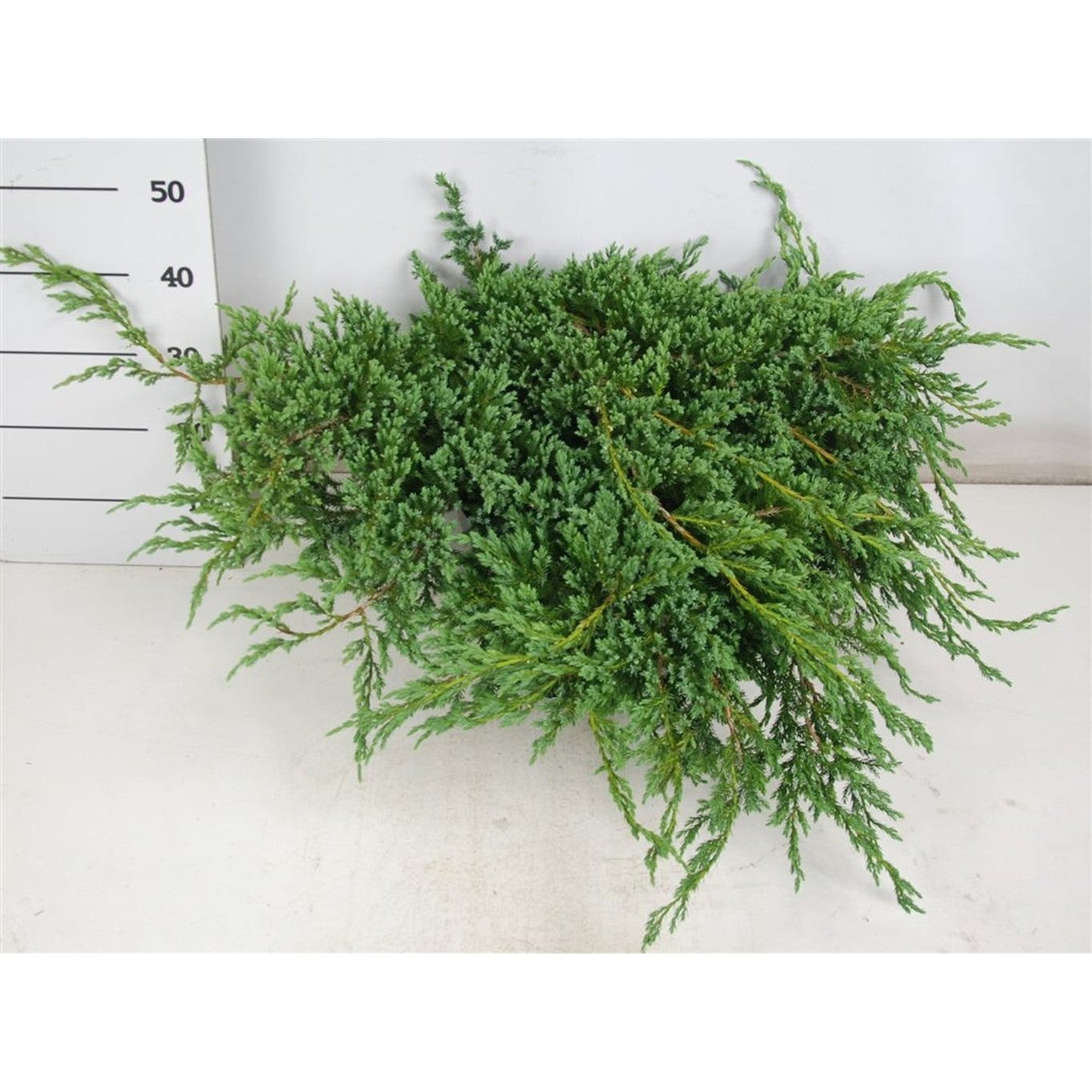 Himalaya-en – Juniperus squamata 'Blue Carpet' - C12 60-70 cm.