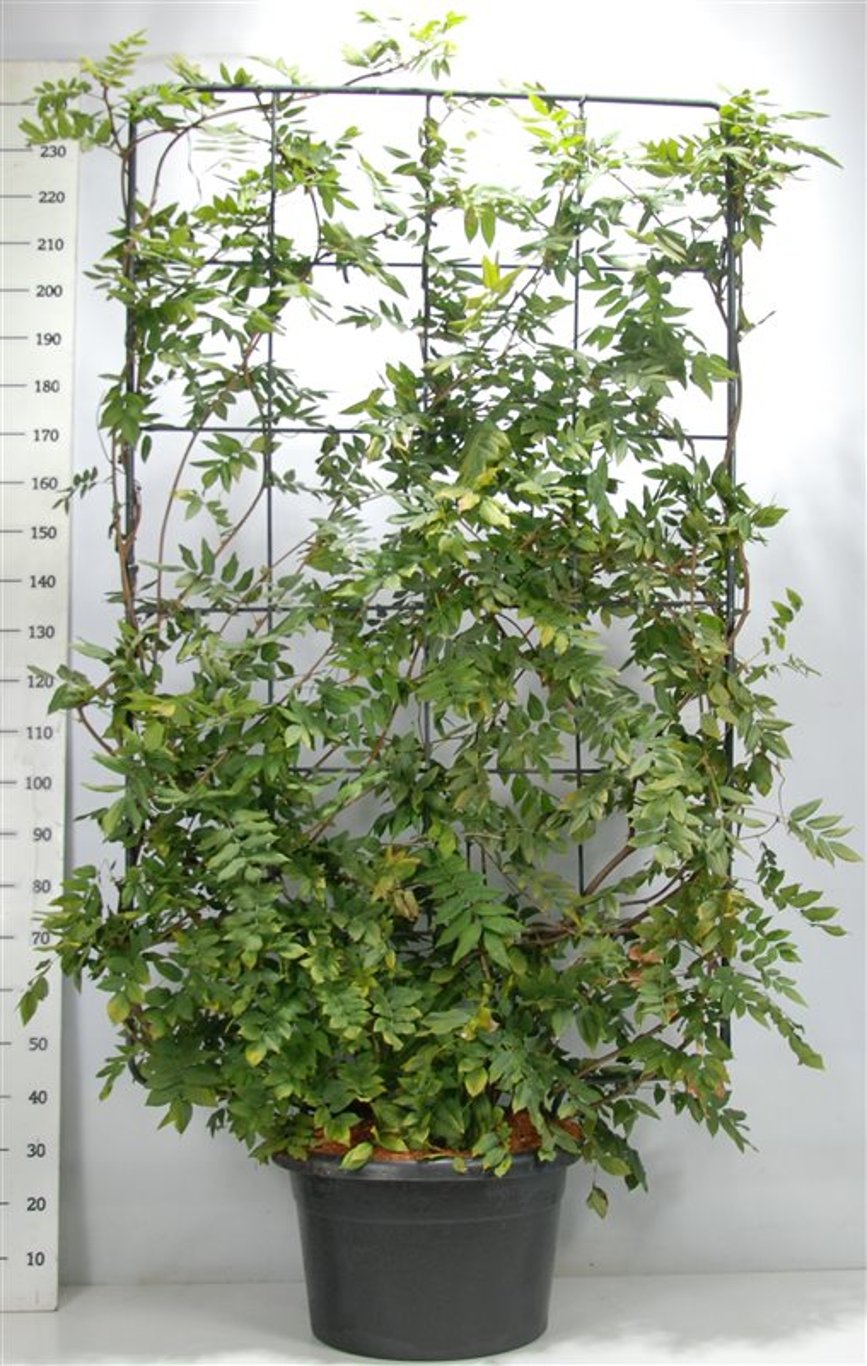 Japansk blåregn – Wisteria brachybotrys &