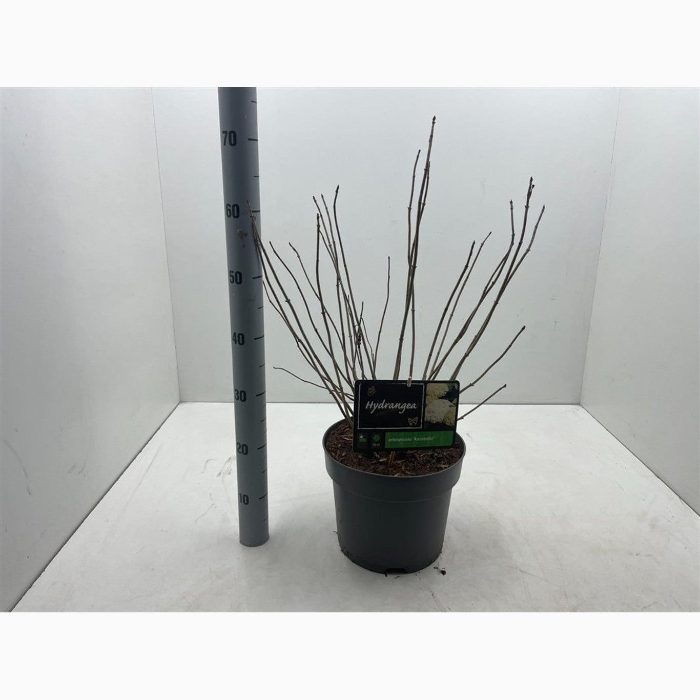 Hortensia – Hydrangea arborescens 'Annabelle' - C7,5