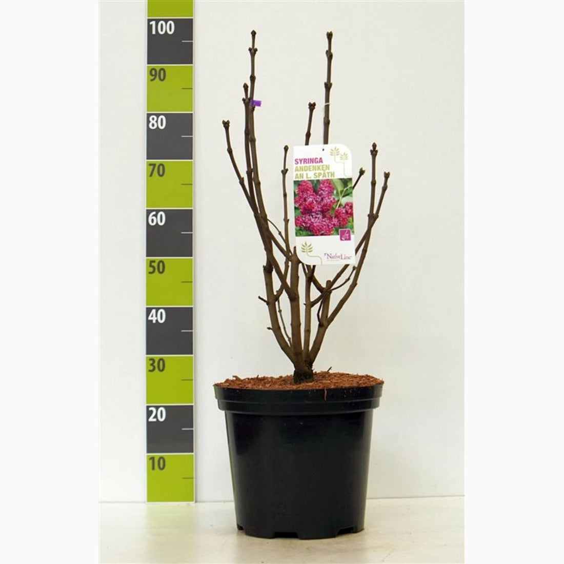 Syren (V); – Syringa vulgaris &