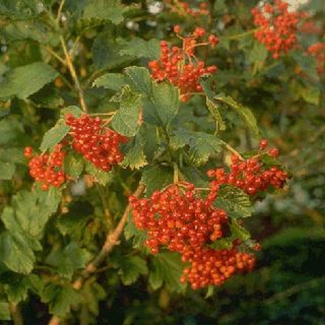 Skogsolvon – Viburnum opulus 'Compactum' - 120 CM Stem C10