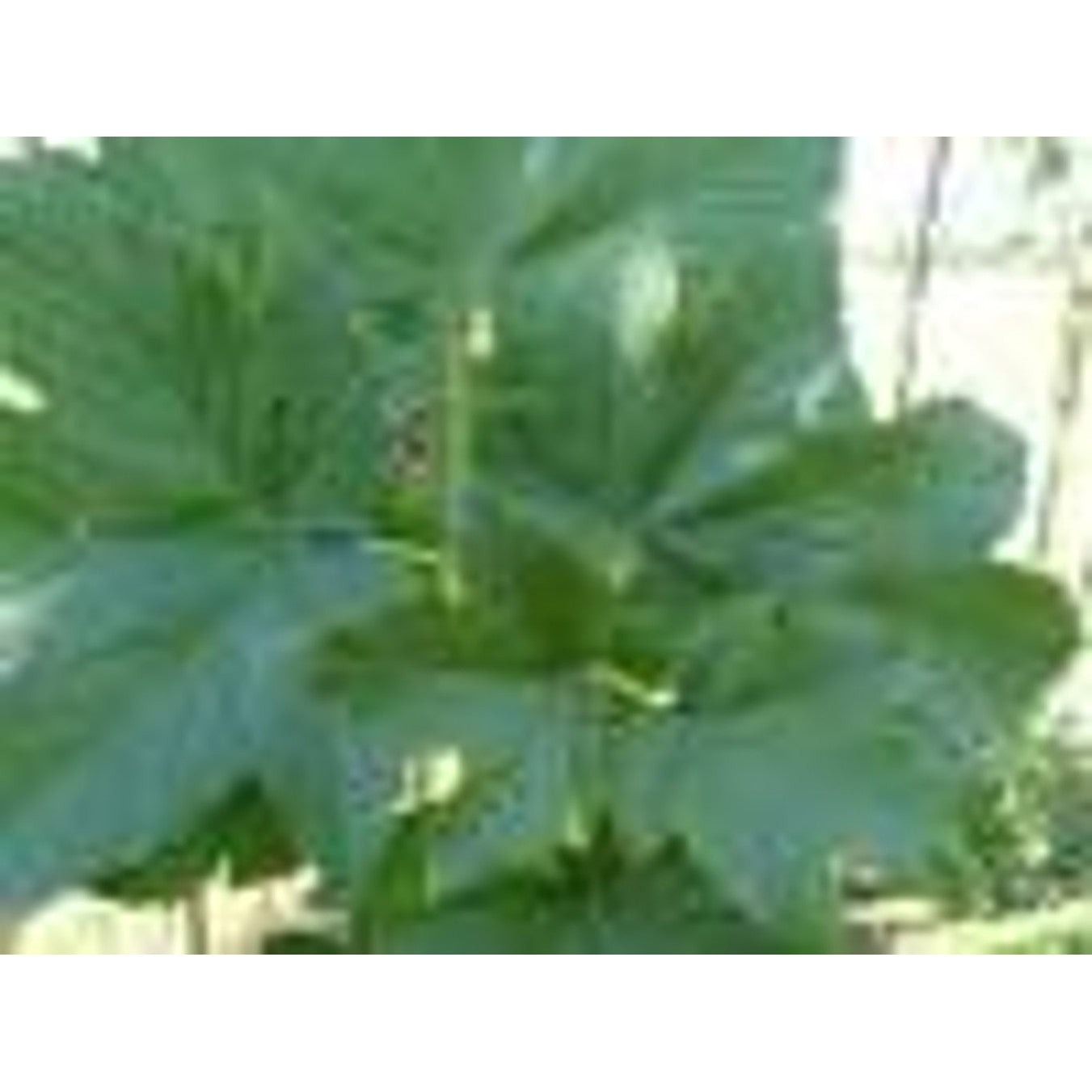 Lönn – Acer pseud. 'Bruchem' - 10/12 in Cont HO/ST