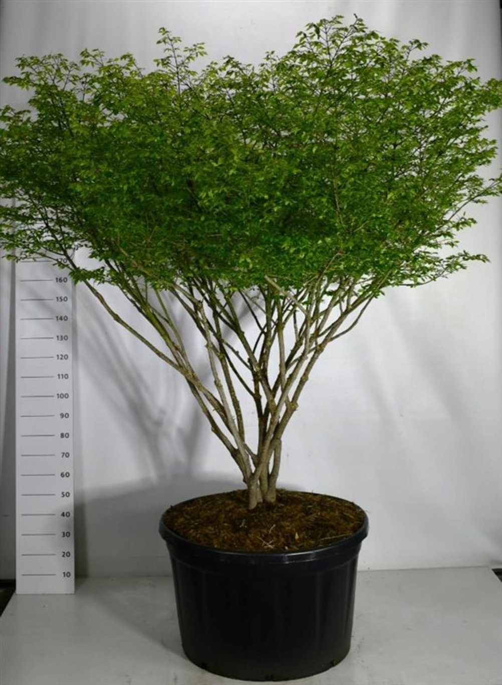 Vingbenved – Euonymus alatus &