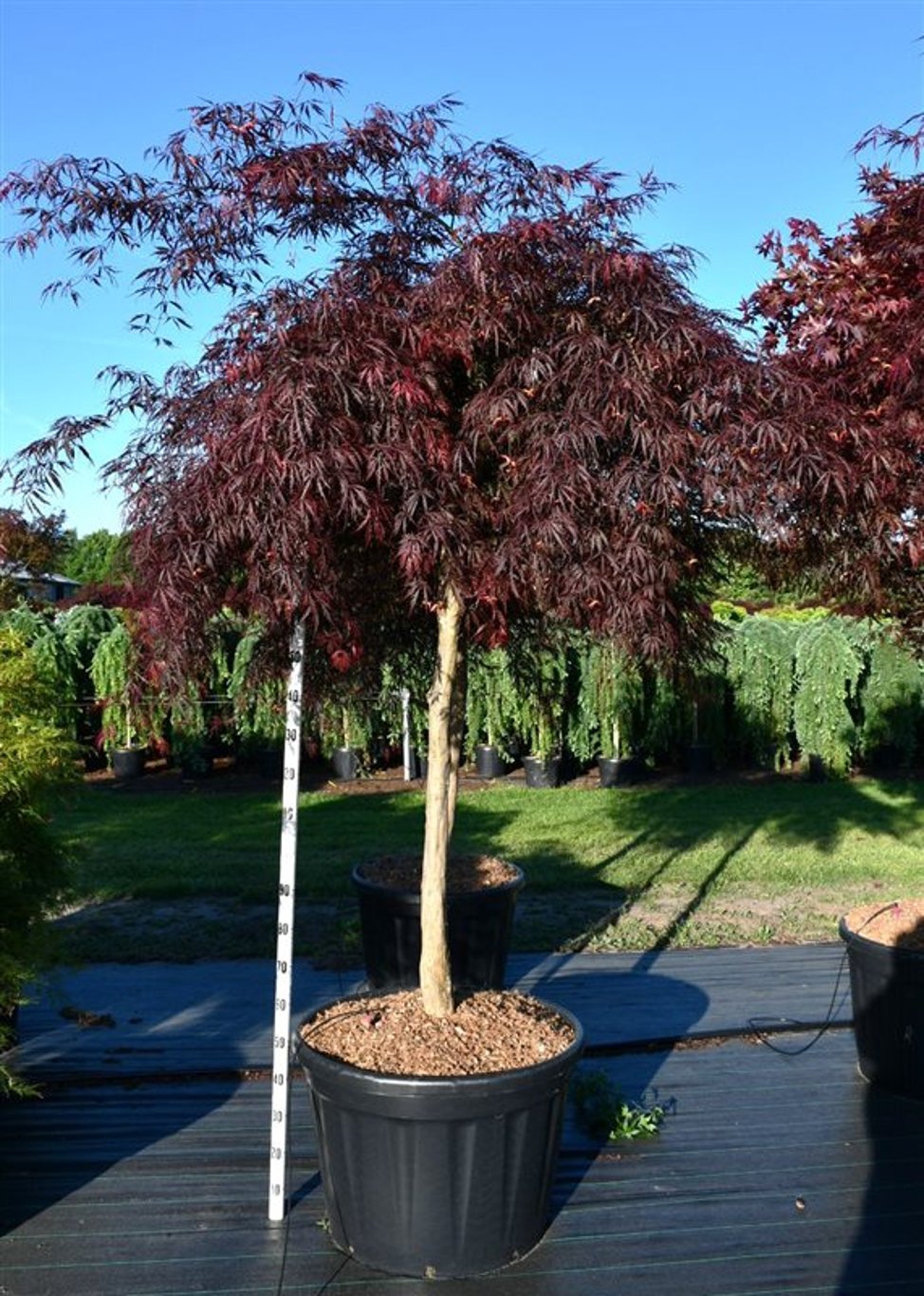 Japansk lönn – Acer palmatum &