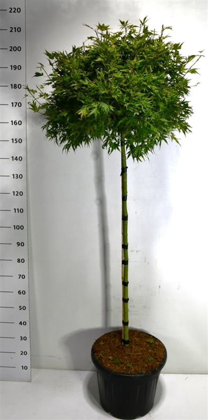 Japansk lönn – Acer palmatum &