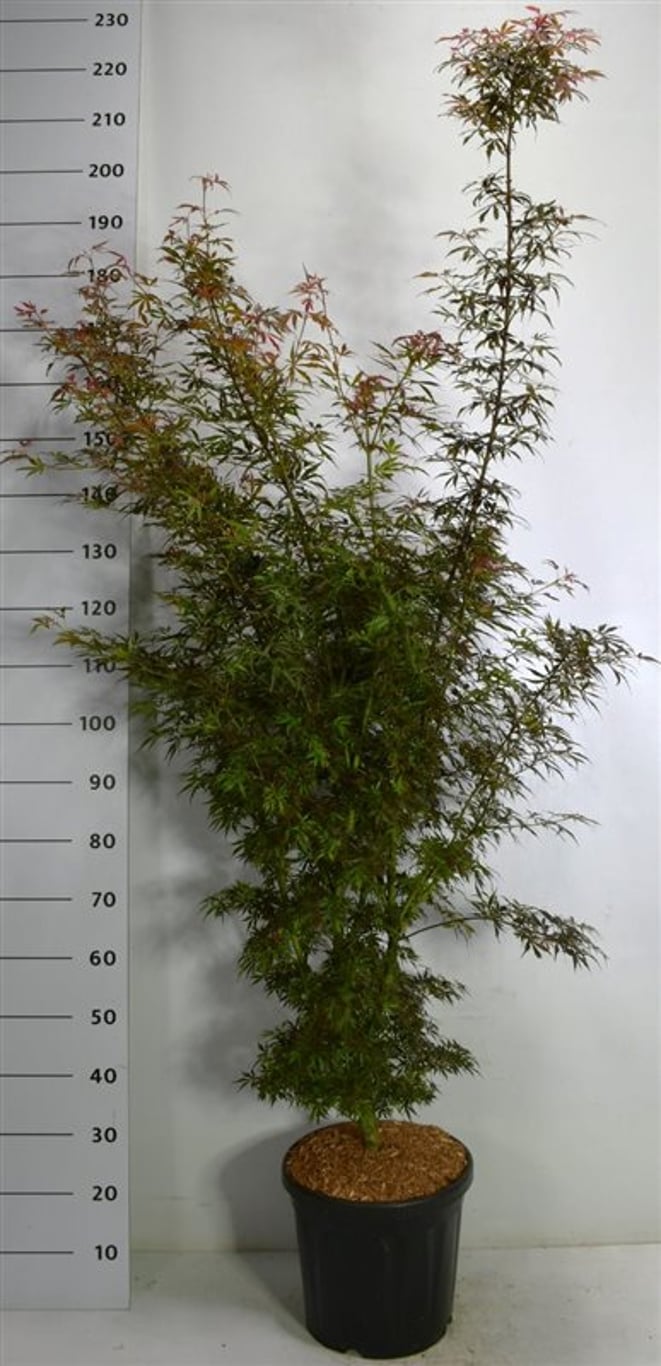 Japansk lönn – Acer palmatum &