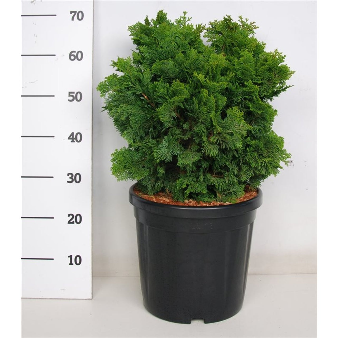 Ädelcypress – Chamaecyparis obtusa 'Nana Gracilis' - C18 40-50 cm.