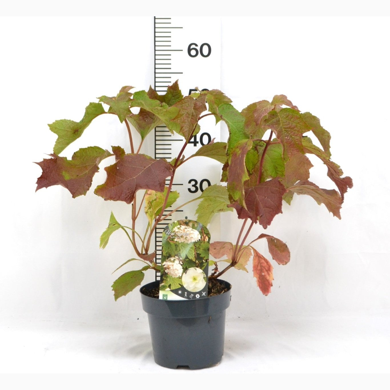 Ekbladshortensia – Hydrangea quercifolia - C3 20-40 CM